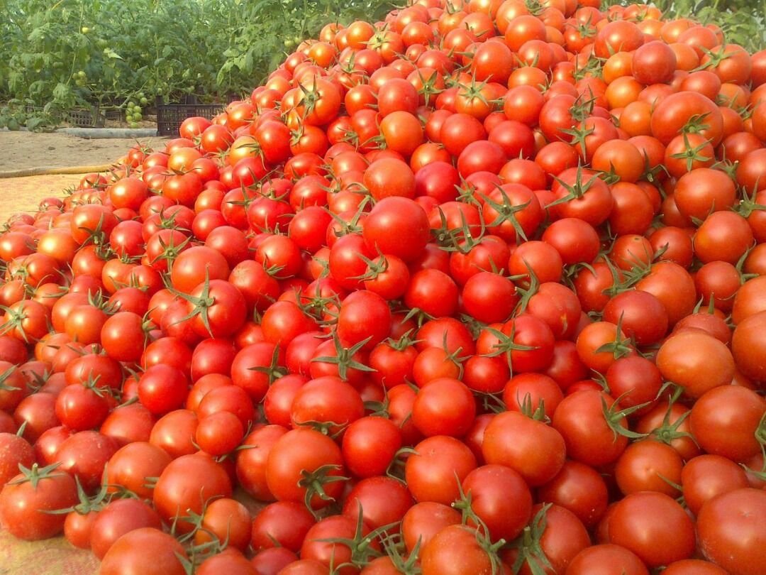عکس انواع گوجه فرنگی