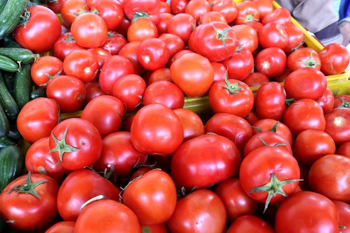 مصرف گوجه فرنگی تازه
