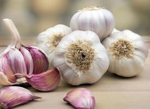 خرید و قیمت عمده سیر برای صادرات شرکت پروشات