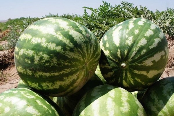 خرید عمده هندوانه در پروشات