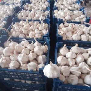 صادرات سیر توسط پروشات